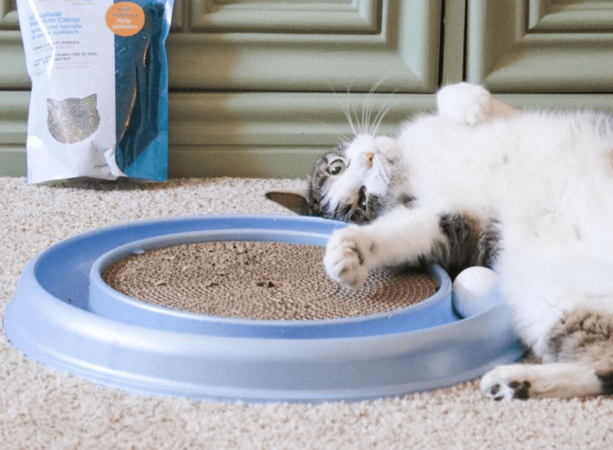 Bergan 70128 16 X 1.88 Turbo Scratcher Cat Toy Assorted Colors