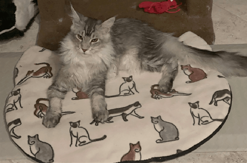 Screaming Pickles Handmade Cat - Head Shaped Fleece Pet Bed Cozy Mat - Glad Dogs Nation | ALL Profits Donated