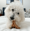 Tall Tails Peanut Butter Antler Chew for Dogs, Fillable: 3 Sizes - Glad Dogs Nation | ALL Profits Donated