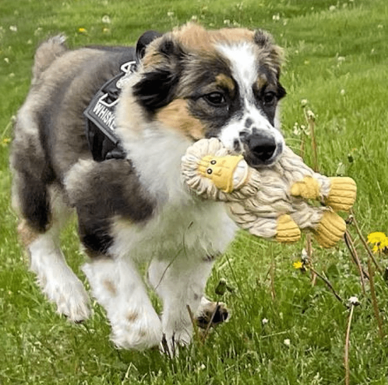 Yeti 7" Latex Squeaker Dog Toy for Dogs of All Sizes - Glad Dogs Nation | ALL Profits Donated