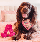 Yeti Dog Yak Cheese Chew Puff & Play Dog Chew Treat Dispenser: Hangry Yeti Blue or Pink - Glad Dogs Nation | ALL Profits Donated