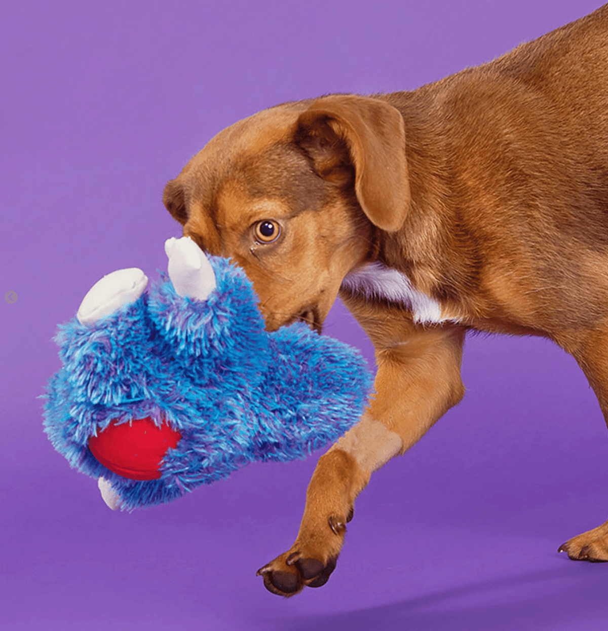 BARK Zeke the Cheeky Monkey Squeaky Dog Toy