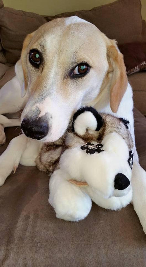 Flat n Tuff No Stuffing No Squeaker Dog Toys All Sizes