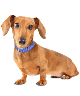 Mini Me Squeaky Breed Dog Toy: Dachshund / Doxie