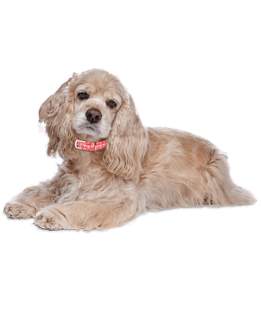 Mini Me Squeaky Breed Dog Toy: Cocker Spaniel - Glad Dogs Nation | ALL profits donated