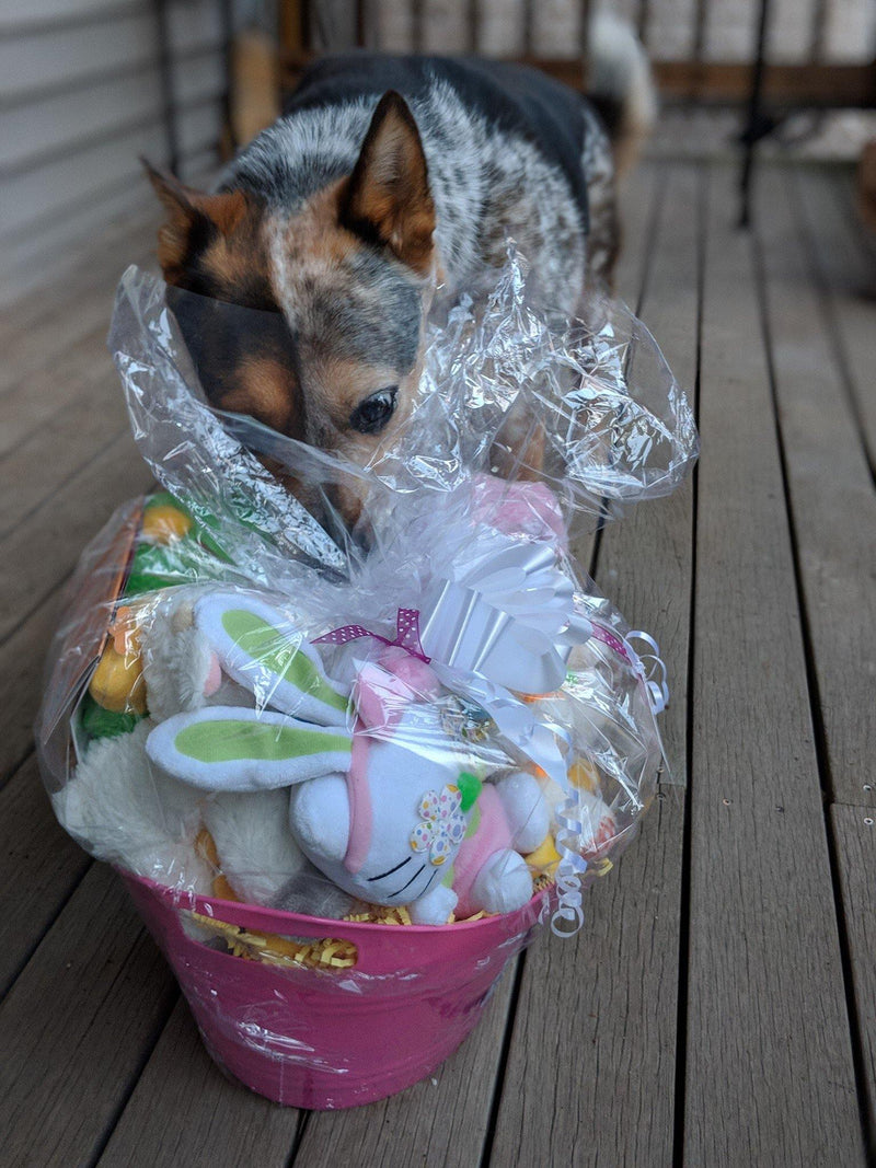 Easter Basket with SQUEAKY Spring Toys for Dogs - Glad Dogs Nation | www.GladDogsNation.com
