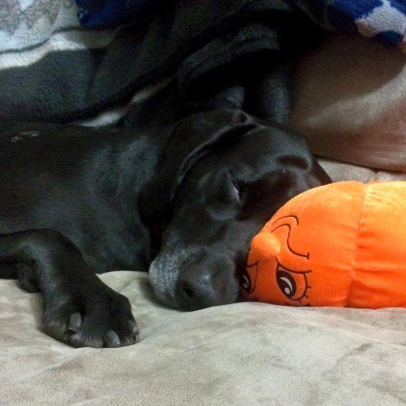 30% OFF! Glad Dogs Halloween SQUEAK & NO SQUEAK Dog Toys: LARGE & EXTRA LARGE - Glad Dogs Nation | ALL Profits Donated