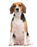 Mini Me Squeaky Breed Dog Toy: Beagle