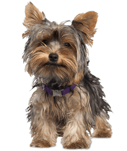 Mini Me Squeaky Breed Dog Toy: Yorkie - Glad Dogs Nation | ALL profits donated