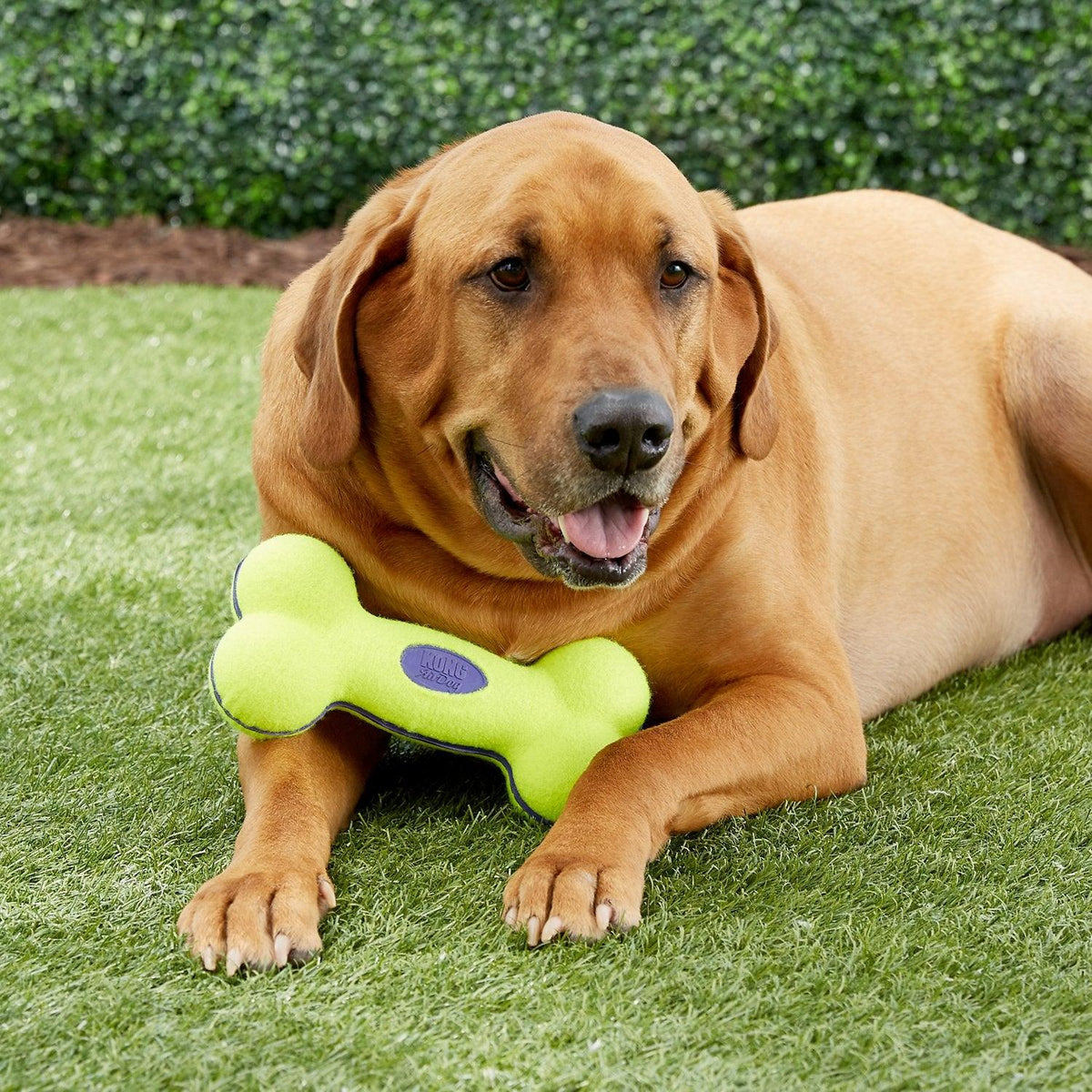 Tennis ball bone dog toy on sale