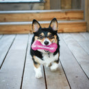 Kong Squeezz Crackle Bone: Quiet Chewing! CHEAPER THAN CHEWY!