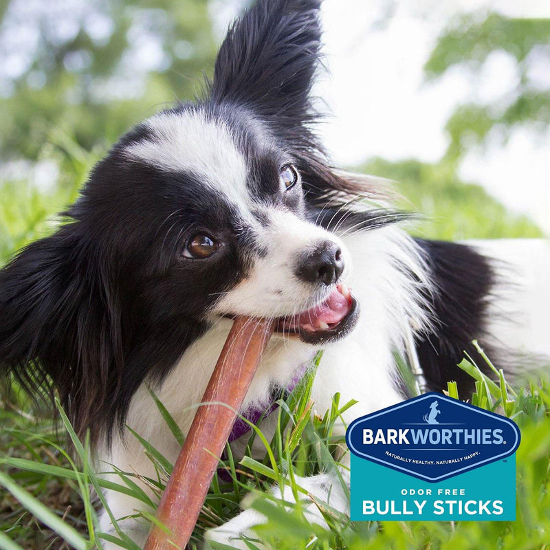 Barkworthies Odor-Free Standard 6" Bully Sticks Dog Treats CHEAPER THAN CHEWY - Glad Dogs Nation | www.GladDogsNation.com