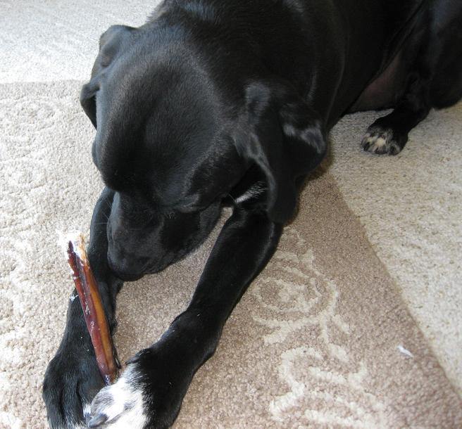 12" Beef Bully Sticks Dog Chews 2-Pack: Standard or Thick - Glad Dogs Nation | www.GladDogsNation.com