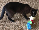 Kitty Combo Catnip & Rattle Cat Toy / Organic Catnip
