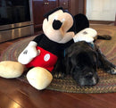 Mickey Mouse Squeak & NO Squeak Dog Toys: All Sizes