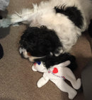 Blaster Baby Lightly-Stuffed Dog Toy with Big SQUEAKER / Beanie Babies with No Beans!