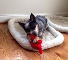 Blaster Baby Lightly-Stuffed Dog Toy with Big SQUEAKER / Beanie Babies with No Beans!