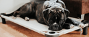 4Legs4Pets Elevated Dog Bed: Custom Design Your Own
