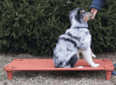 4Legs4Pets Elevated Dog Bed: Custom Design Your Own