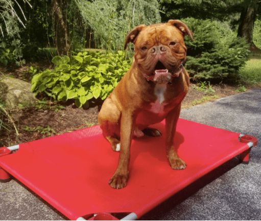 4Legs4Pets Elevated Dog Bed: Custom Design Your Own