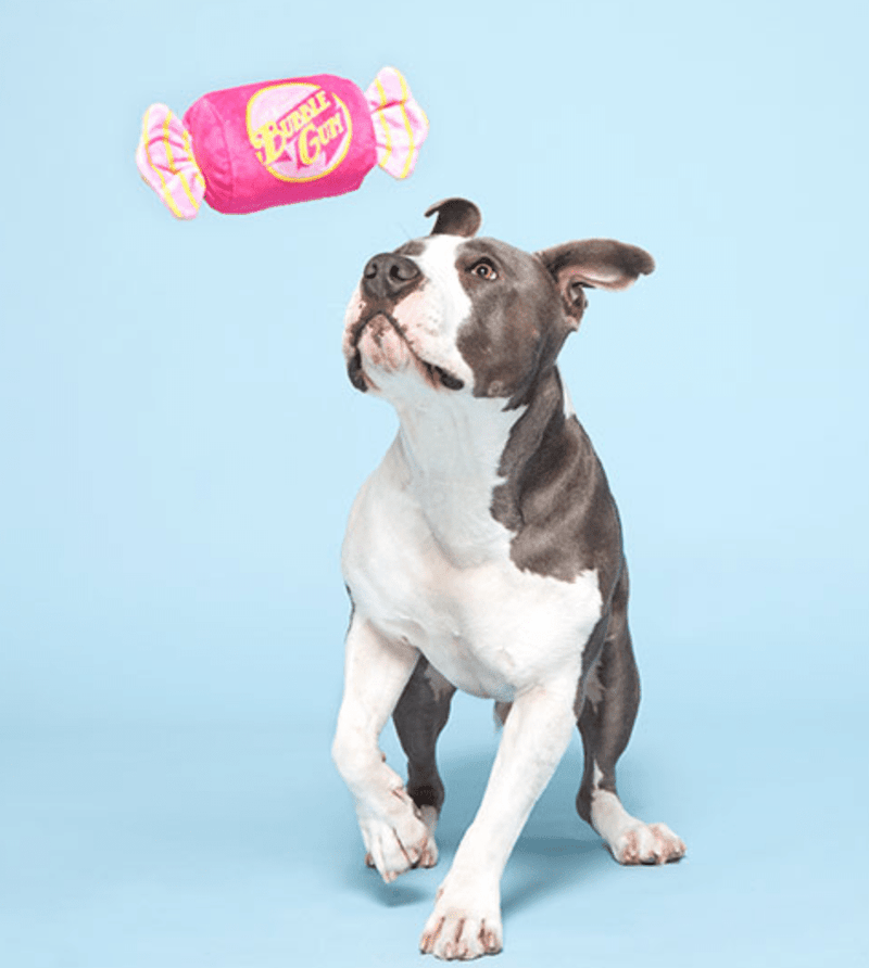 BARK J.T. Humpaleg's Bubblegum Squeak & Crinkle Dog Toy
