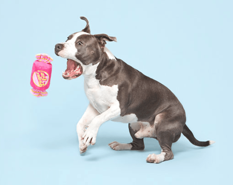 BARK J.T. Humpaleg's Bubblegum Squeak & Crinkle Dog Toy