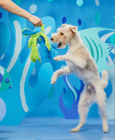 BARK Shifty Sid the Squid Squeak & Crinkle Dog Toy