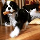 Yeti Dog Chew 1 Small Yak Cheese Chew: Dogs up to 20 lbs.