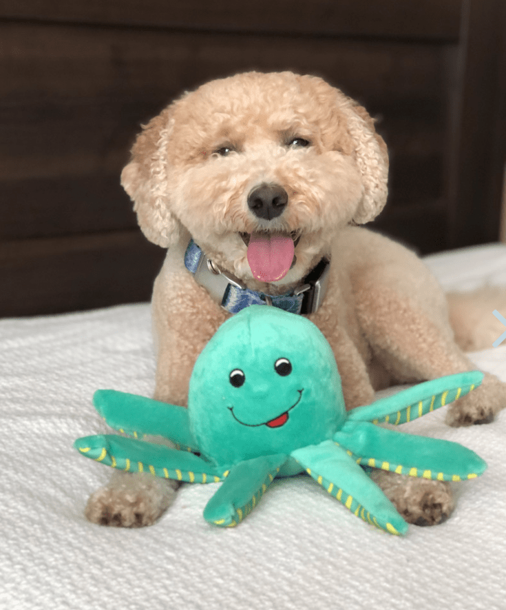 Spunky Pup Clean Earth Recycled Octopus Plush Dog Toy * 2 Sizes * Floats