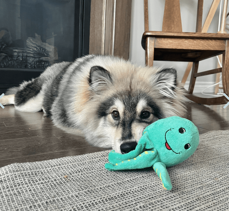 Spunky Pup Clean Earth Recycled Octopus Plush Dog Toy * 2 Sizes * Floats