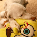 Pillow Pals Squeaky Stuffed Dog Toys: M, L & XL