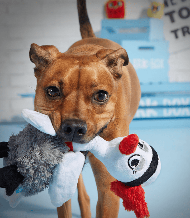 BARK Flo the Flapper Duck Squeak & Crinkle Dog Toy