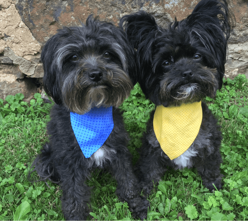 SnugPups Cooling Bandana - Glad Dogs Nation | ALL profits donated