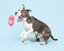 BARK J.T. Humpaleg's Bubblegum Squeak & Crinkle Dog Toy - Glad Dogs Nation | ALL Profits Donated