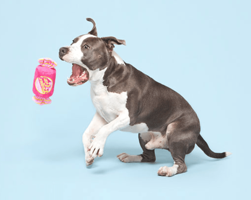 BARK J.T. Humpaleg's Bubblegum Squeak & Crinkle Dog Toy - Glad Dogs Nation | ALL Profits Donated