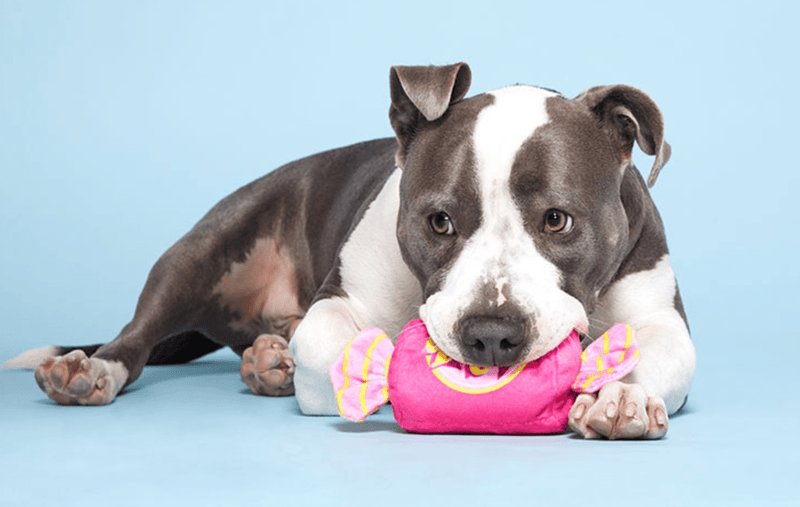 BARK J.T. Humpaleg's Bubblegum Squeak & Crinkle Dog Toy - Glad Dogs Nation | ALL Profits Donated