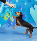 BARK Shifty Sid the Squid Squeak & Crinkle Dog Toy - Glad Dogs Nation | ALL Profits Donated