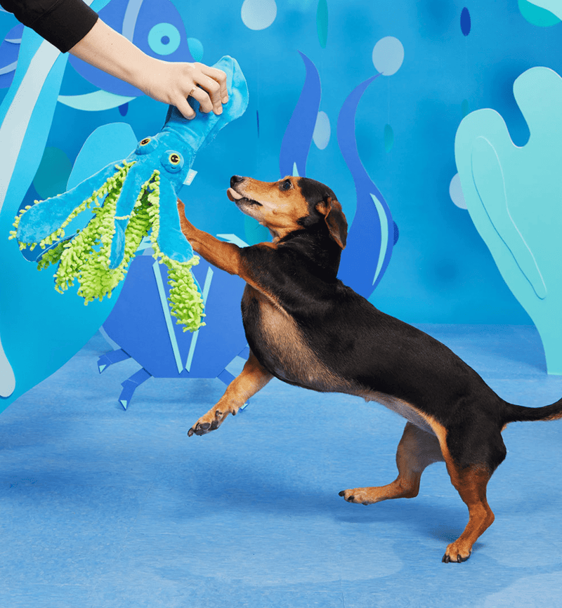 BARK Shifty Sid the Squid Squeak & Crinkle Dog Toy - Glad Dogs Nation | ALL Profits Donated