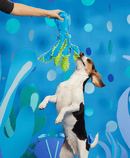 BARK Shifty Sid the Squid Squeak & Crinkle Dog Toy - Glad Dogs Nation | ALL Profits Donated