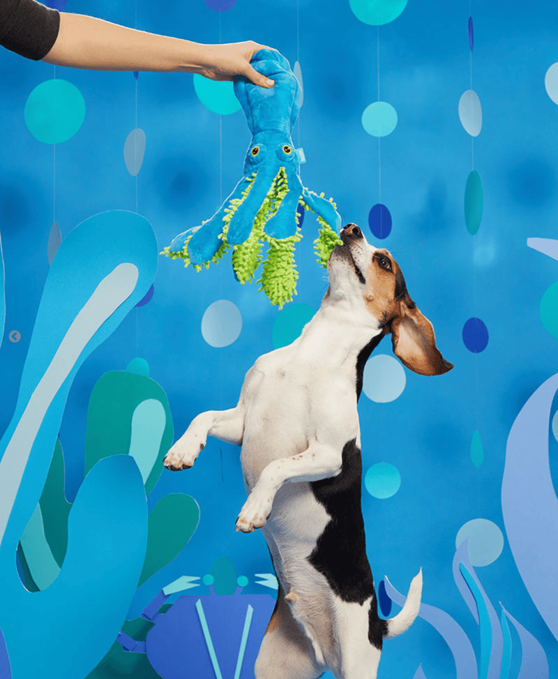 BARK Shifty Sid the Squid Squeak & Crinkle Dog Toy - Glad Dogs Nation | ALL Profits Donated