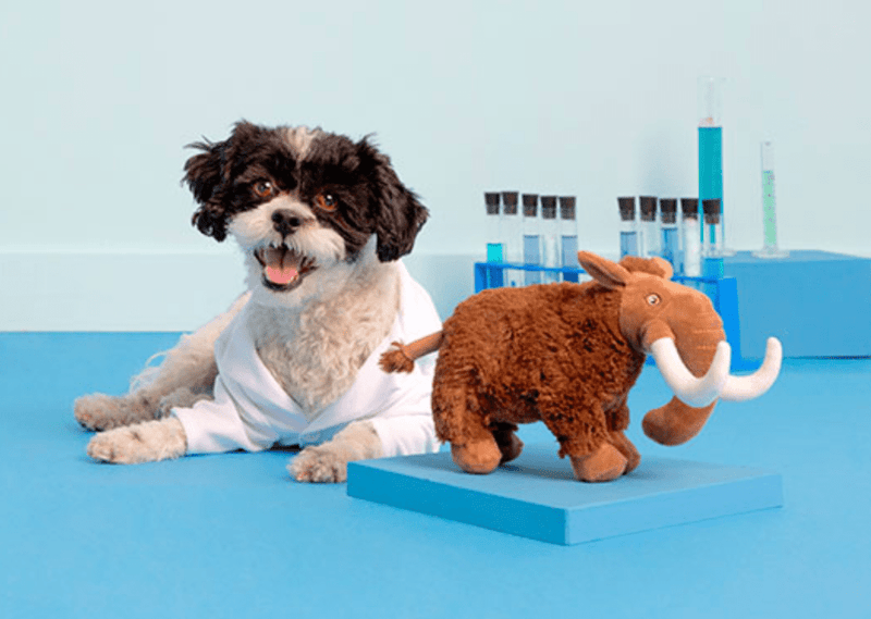 BARK Winston The Wooly Mammouth Squeaky Dog Toy - Glad Dogs Nation | ALL Profits Donated