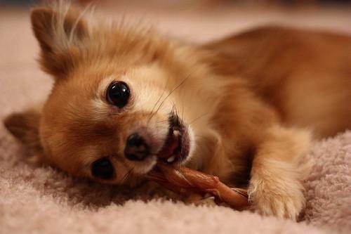 Barking Buddha 6" Beef Bully Sticks: Standard & Thick - Glad Dogs Nation | ALL Profits Donated