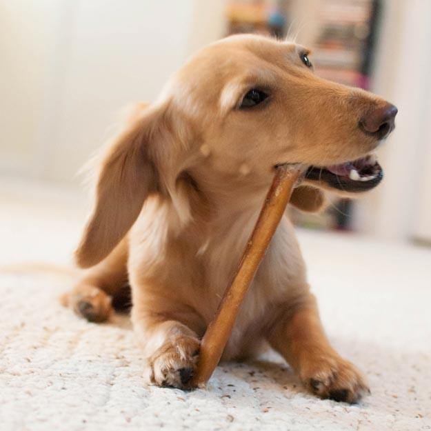 Barking Buddha 6" Beef Bully Sticks: Standard & Thick - Glad Dogs Nation | ALL Profits Donated