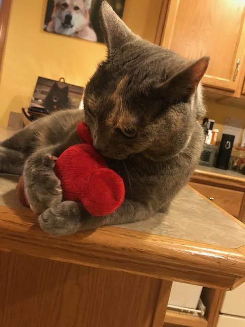 Catnip Critters Organic Catnip Cat Toys / MORE Catnip! - Glad Dogs Nation | ALL Profits Donated