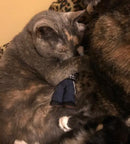 Catnip Critters Organic Catnip Cat Toys / MORE Catnip! - Glad Dogs Nation | ALL Profits Donated