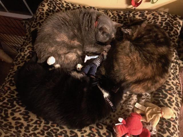 Catnip Critters Organic Catnip Cat Toys / MORE Catnip! - Glad Dogs Nation | ALL Profits Donated