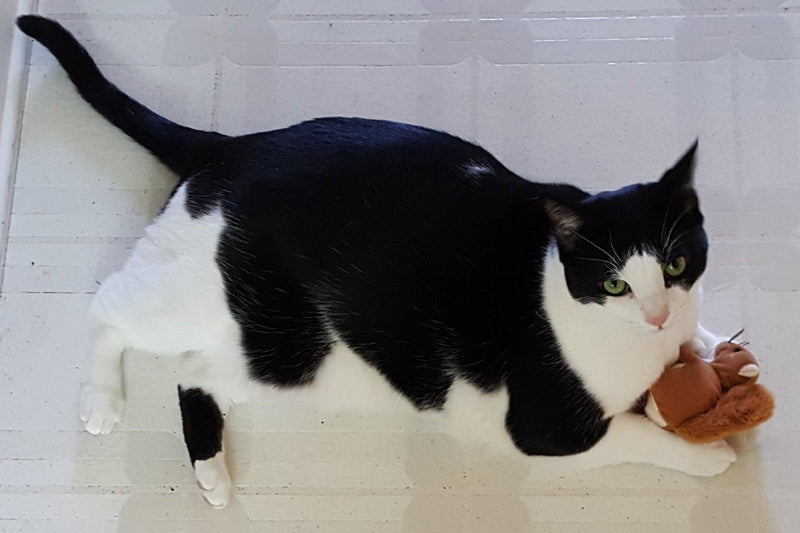 Catnip Critters Organic Catnip Cat Toys / MORE Catnip! - Glad Dogs Nation | ALL Profits Donated