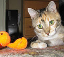 Kitty Combo Catnip & Rattle Cat Toy / Organic Catnip
