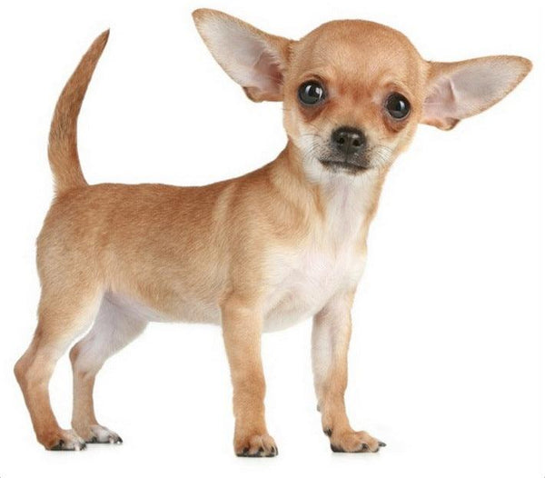 Mini Me Squeaky Breed Dog Toy Chihuahua