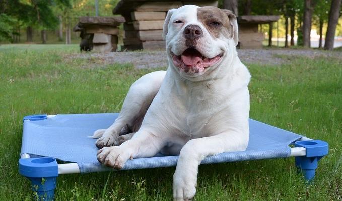 Custom 4Legs4Pets Elevated Dog Beds: 10 Beds With Your Logo - Glad Dogs Nation | ALL Profits Donated